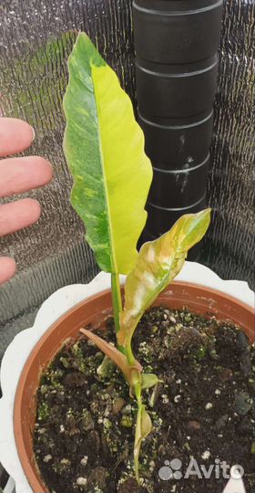 Филодендроны пестролистные