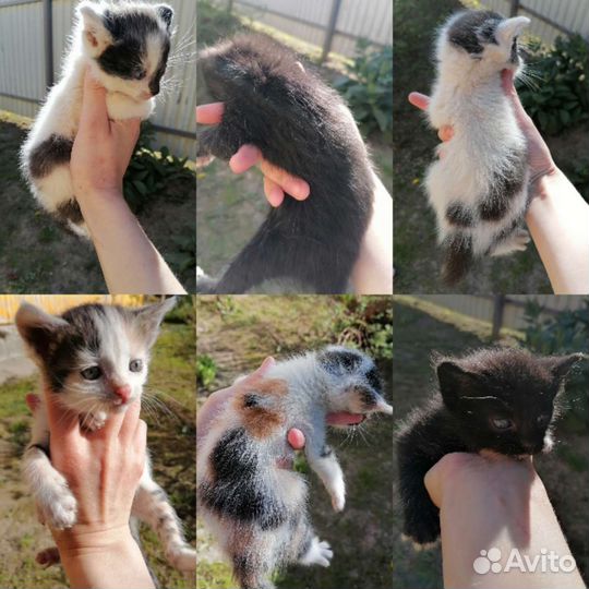 Отдам бесплатно. Калуга1