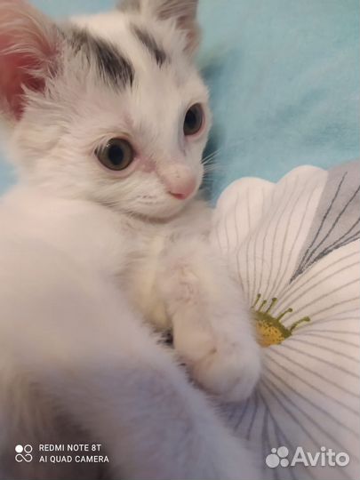 Белочка, нежная, как облачко, котенок в дар