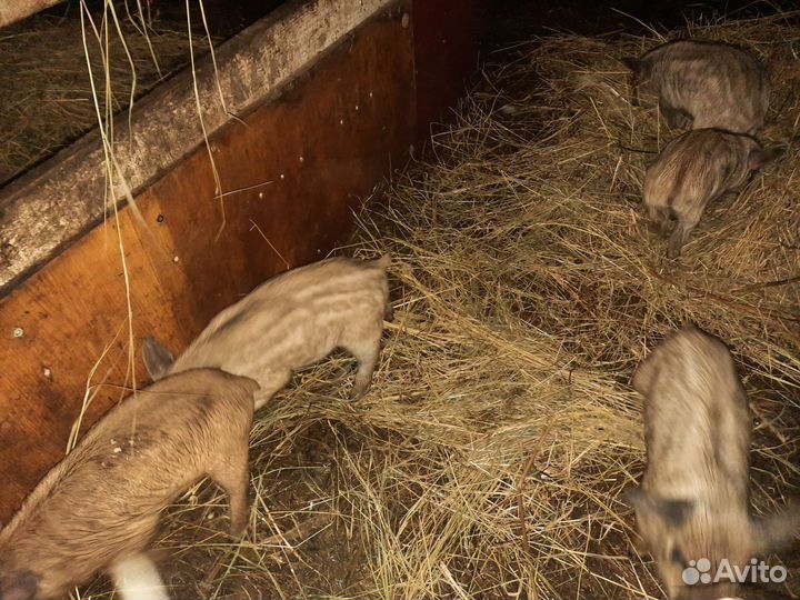 Поросята венгерской пуховой мангалицы