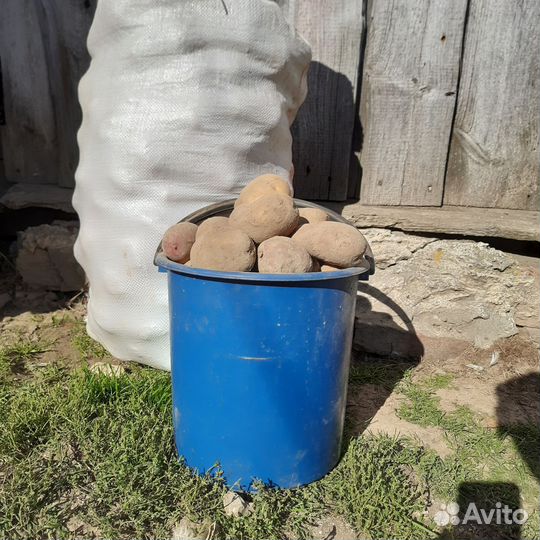 Продам домашний картофель