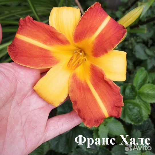 Лилейники сортовые