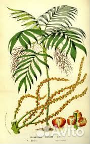 Пальма Хамедорея изящная