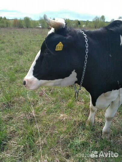 Молоко и молочные продукты