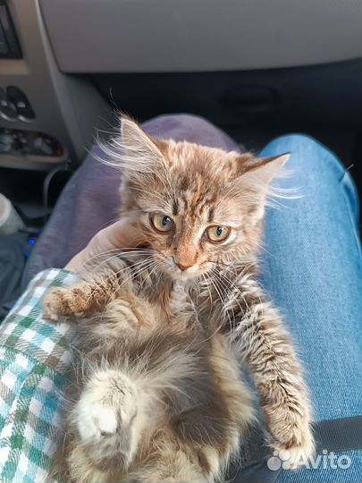 Котята в добрые руки бесплатно