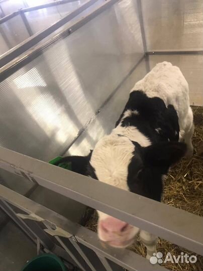 Телята, бычки и телки