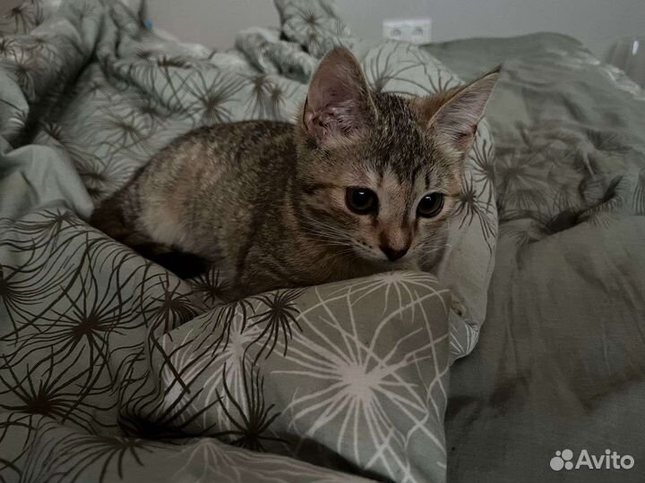 Отдам в добрые руки