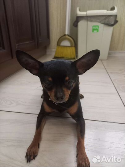 Хочет стать отцом