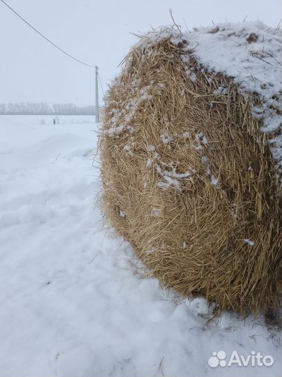Сено Солома сено