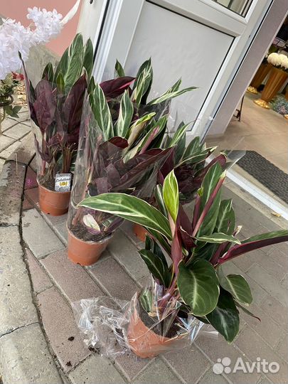 Строманта триколор