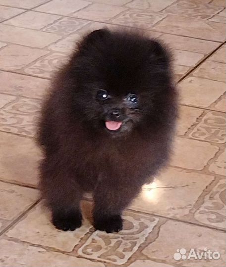 Померанский шпиц мини
