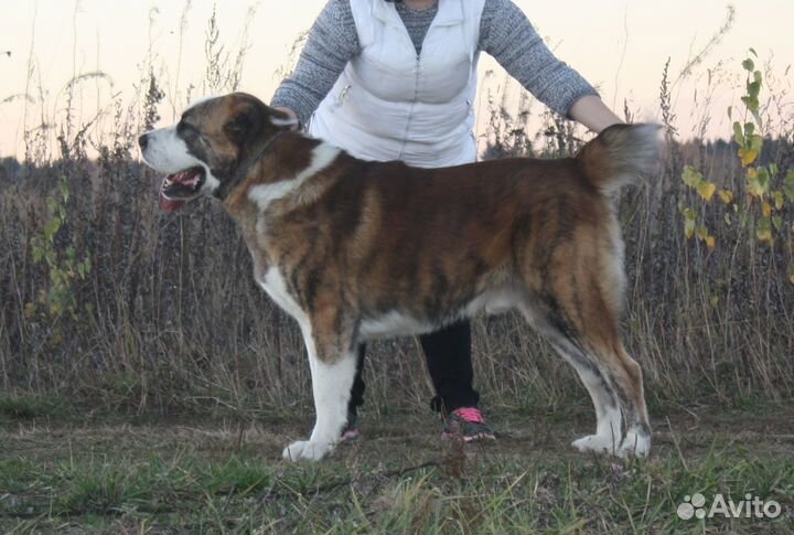 Кобель для вязки