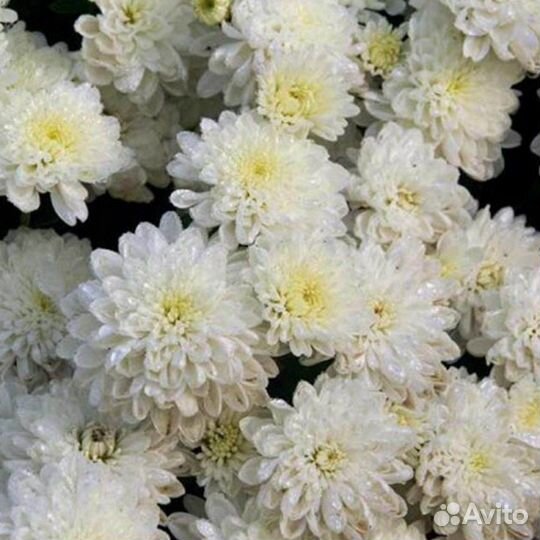 Хризантемы