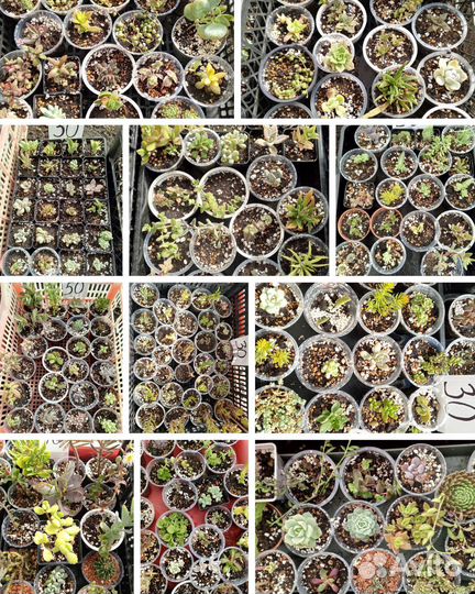 Суккуленты часть 4