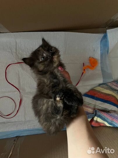 Девочка, черепаховый окрас