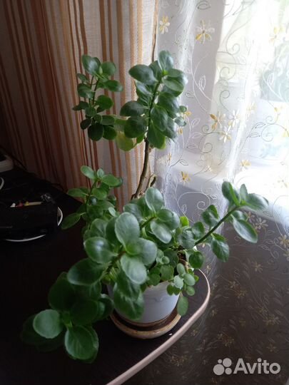 Комнатные цветы