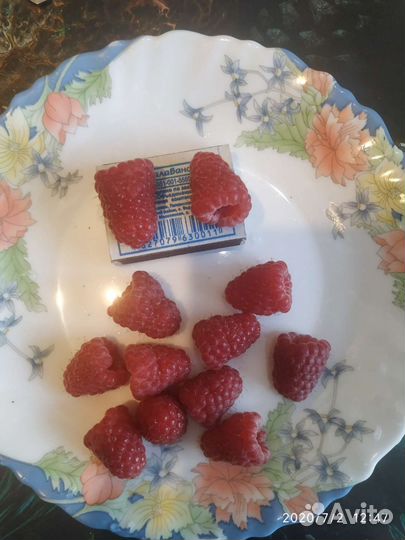 Ремонтантная малина саженцы