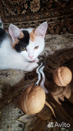 Котенок девочка трехцветная