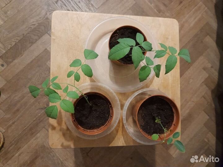 Роза комнатная бенгальская