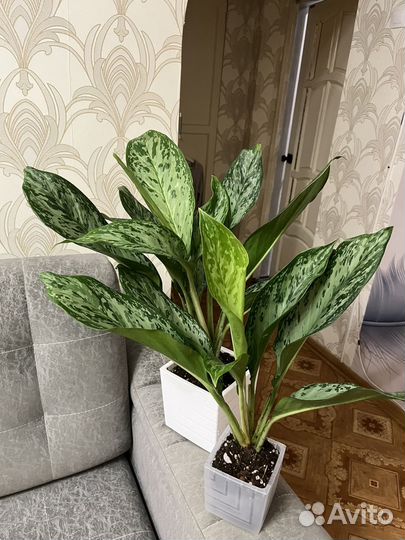 Аглаонема Фридман