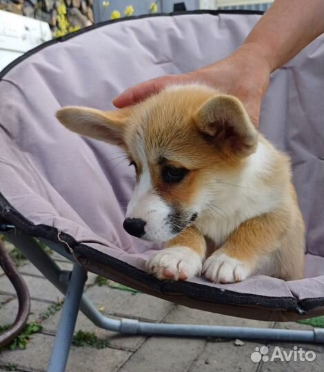 Вельш-корги пемброк