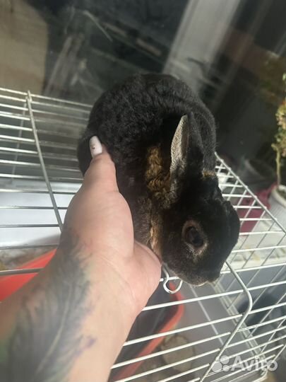 Кролик карликовый рекс