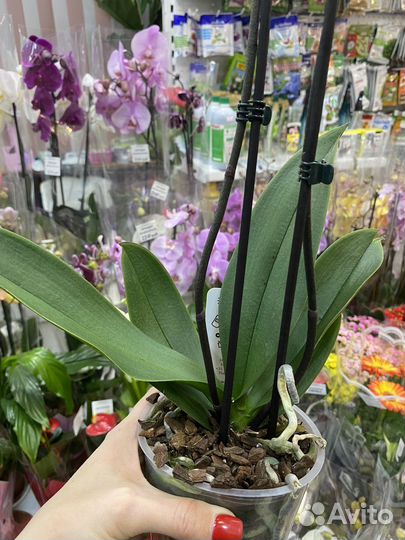 Орхидея фаленопсис биг лип желтая