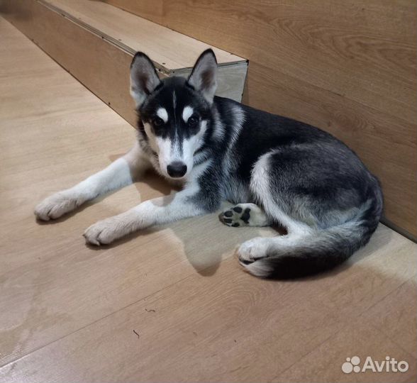 Щенок хаски