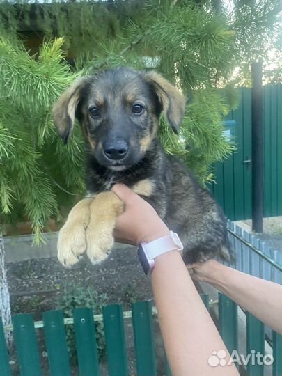 Щенок, 2,5 месяца в дар