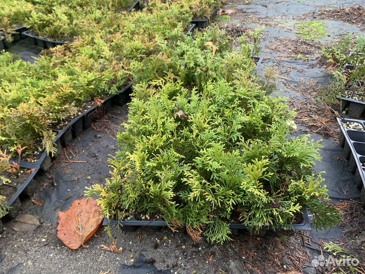 Туя смарагд