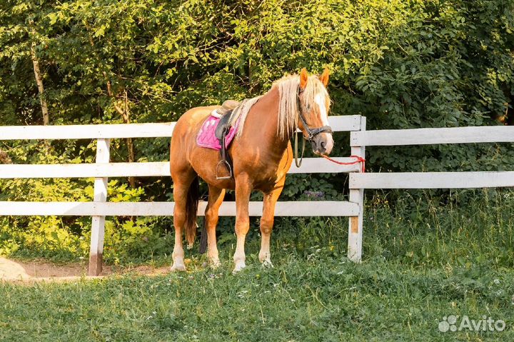 Подарочный сертификат конные прогулки
