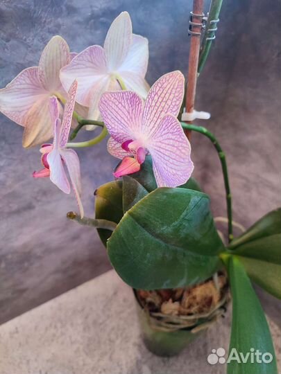 Орхидея фаленопсис