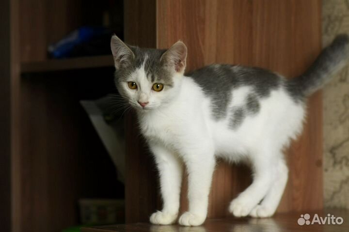 Котенок Тоня в добрые руки