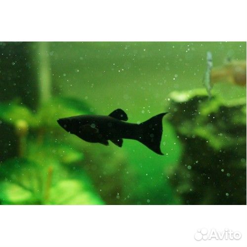 Моллинезия чёрная