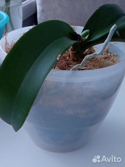 Орхидея фаленопсис