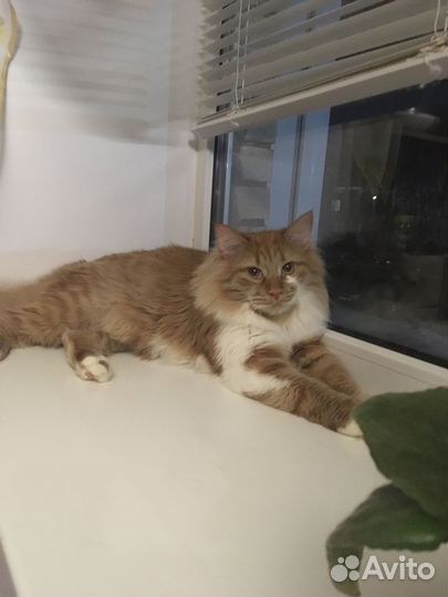 Кот Василий