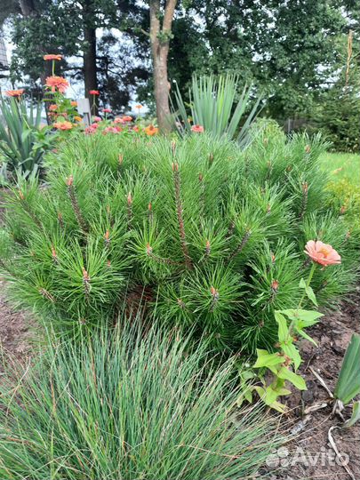 Сосна кустарниковая (P. contorta)