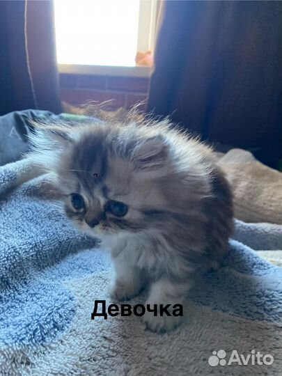 Шотландские котята
