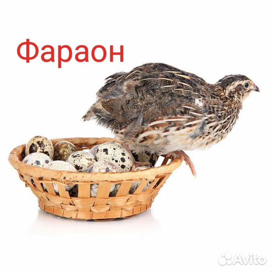 Яйца перепелиные инкубационные