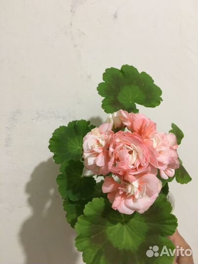 Герань экзот или Денис 2