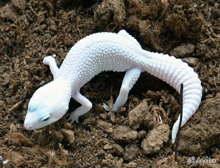 Передержка Эублефара