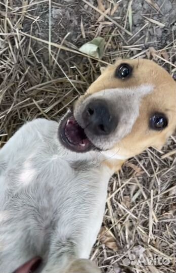 Щенок рыжик ищет дом