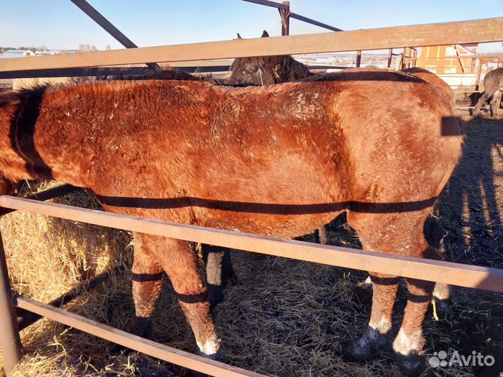 Лошади двухлетки с откорма обменяю на крс