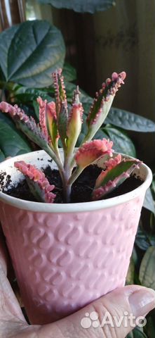Каланхоэ розовые бабочки купить в Москве | Товары для дома и дачи | Авито