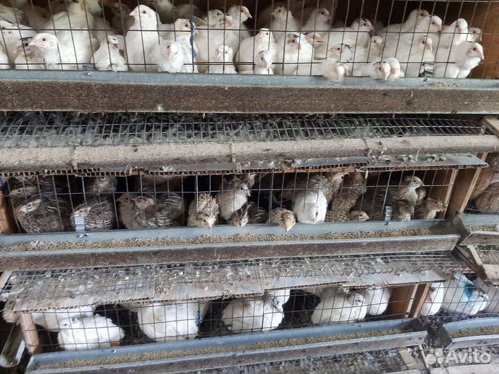 Перепелиное яйцо и перепелята