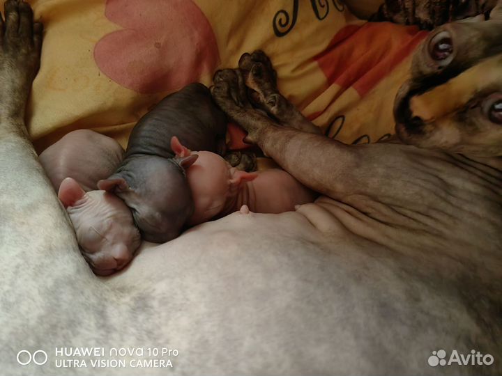 Ваш будущий чемпион двельф