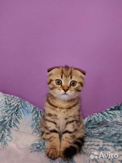 Шотландский вислоухий котёнок