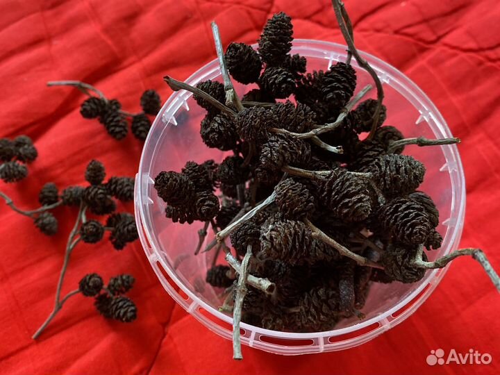 Ольховые шишки