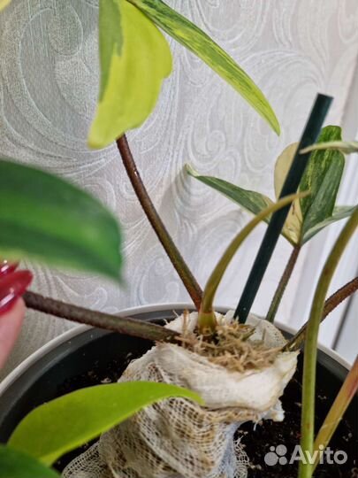 Филодендрон