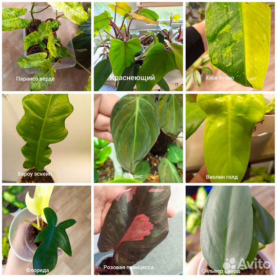 Комнатные цветы